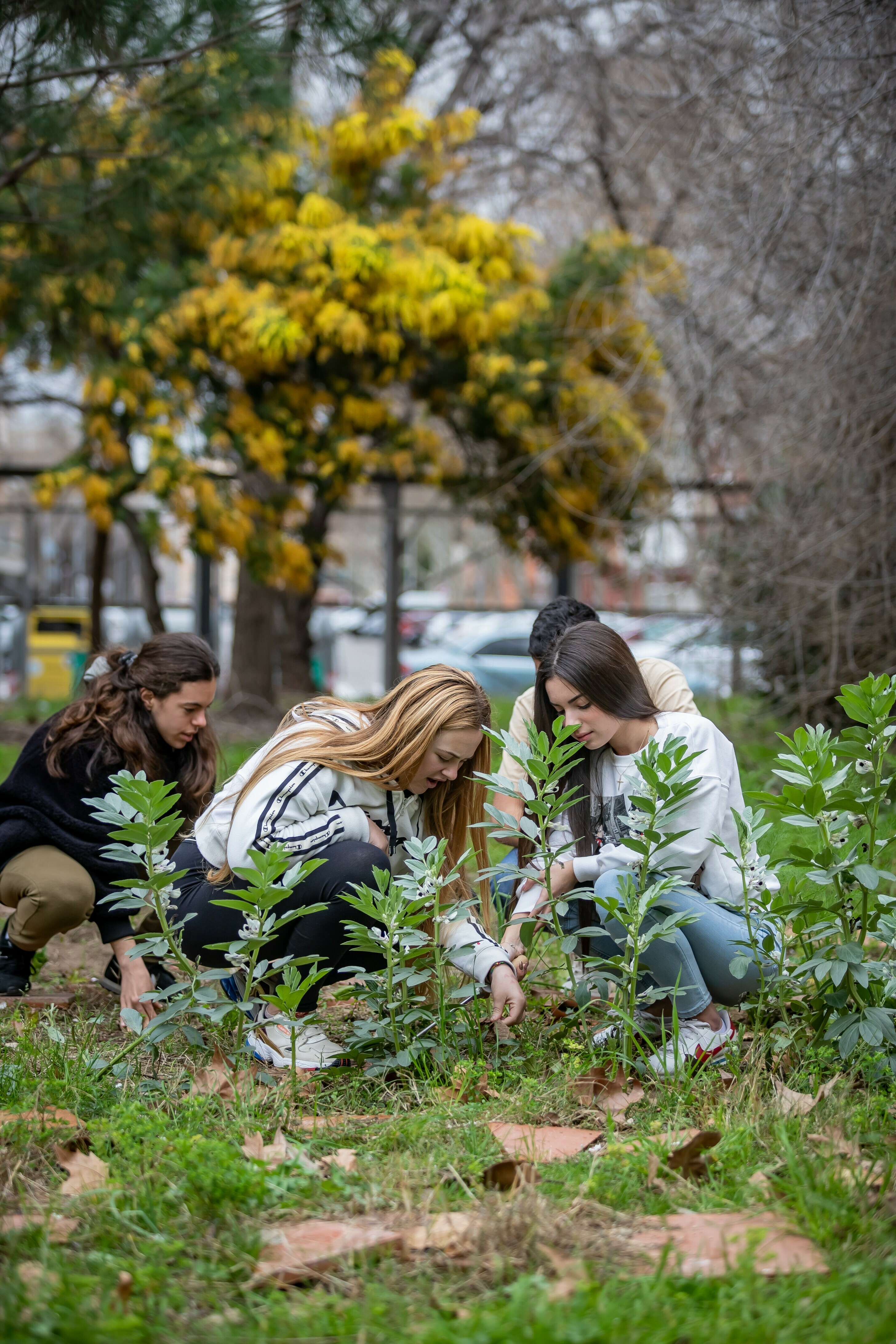 Imatge pels mitjans: 6. Patis escolars més naturalitzats