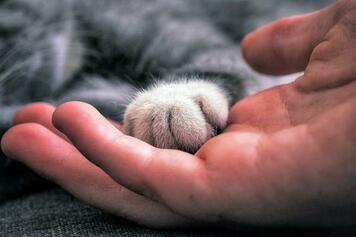 como_ensenar_a_un_gato_a_dar_la_pata_185_600.jpg
