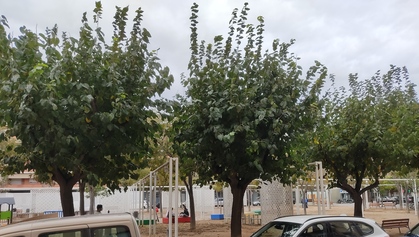 Mejora de la Plaza Ramon Roigé i Badia